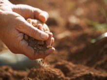 Cover image for The soil, a resource to protect