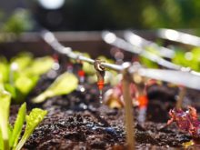 featured image for I fertilizzanti liquidi: come e perché usarli per il sostentamento delle piante