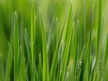 Cover image for Lawn and turf rolls: spring care