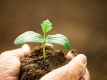 featured image for Microgranular fertilizer market: future scenario