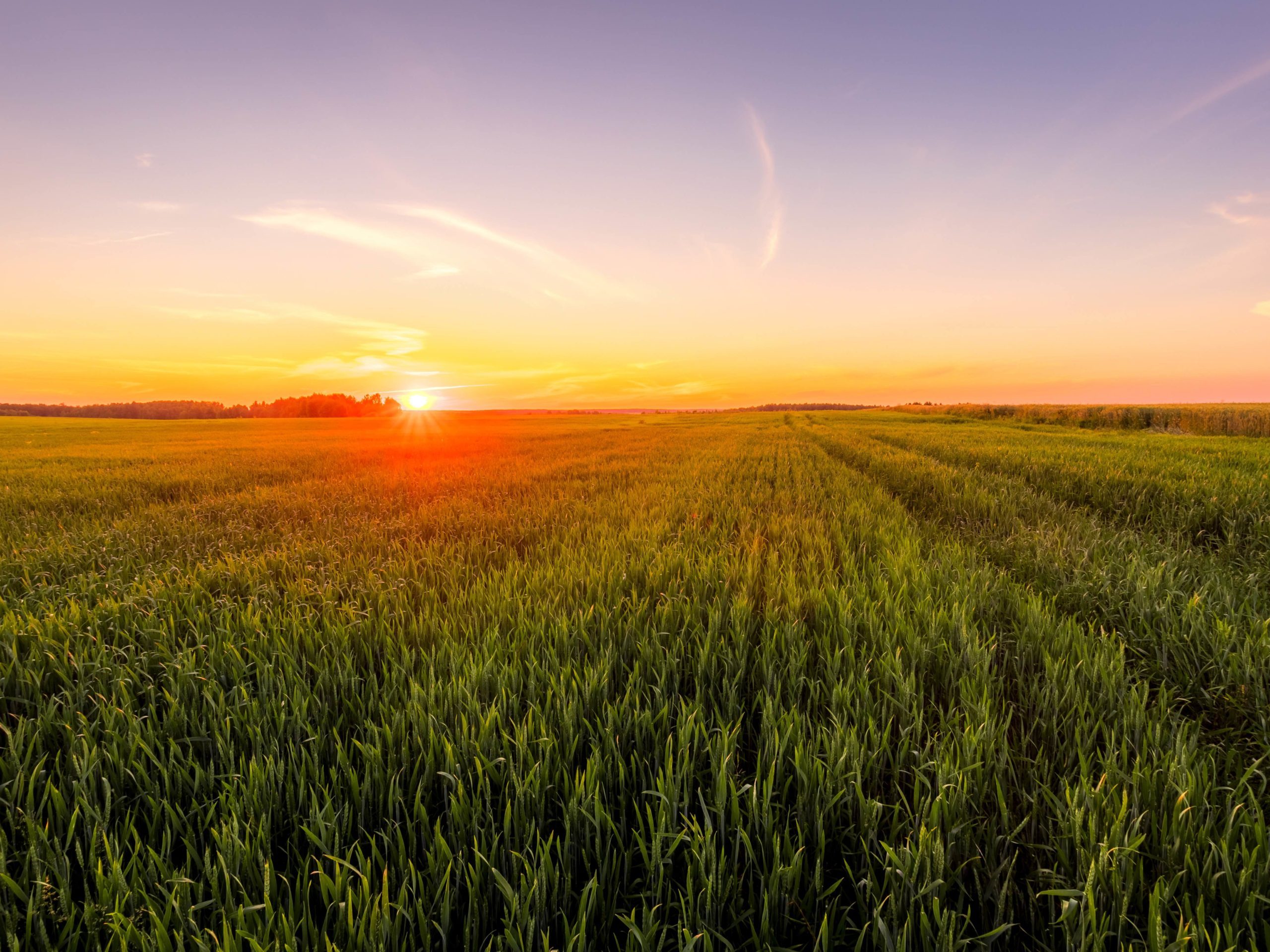 the-advantages-of-using-starter-fertilizers-dema-fertilizers