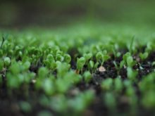 featured image for Fertilizzanti con acidi umici e fulvici: cosa sono e quali benefici comportano