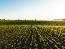 Cover image for The importance of Potassium (K) for the crops