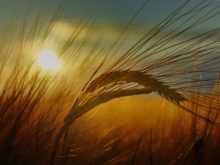 Cover image for The nutrition of winter cereals