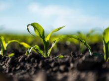 featured image for Types of fertilizers