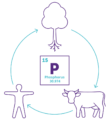 Representative diagram of the phosphorus cycle
